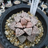 Haworthia picta ’関西小型モザイクピクタ’ 17S