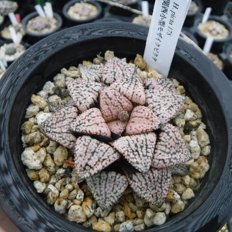 Haworthia picta ’関西小型モザイクピクタ’ 17S