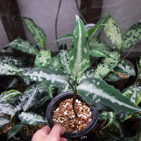 Aglaonema pictum argentum Stiria+1 Aceh, Sumatera, LA1113-3ss