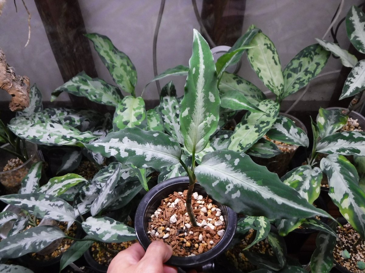 Aglaonema pictum Argentum