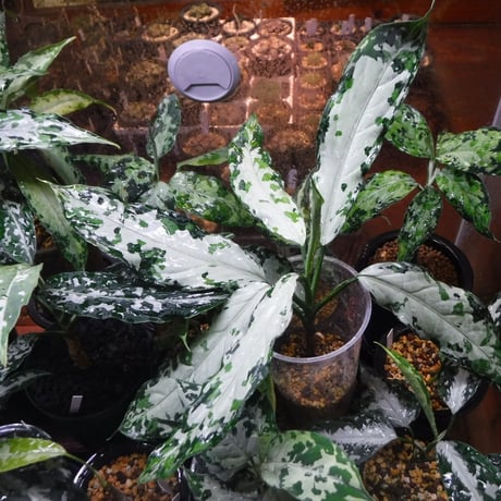 Aglaonema pictum tricolor Aceh, Sumatera, LA1118-05b(Selected clone)