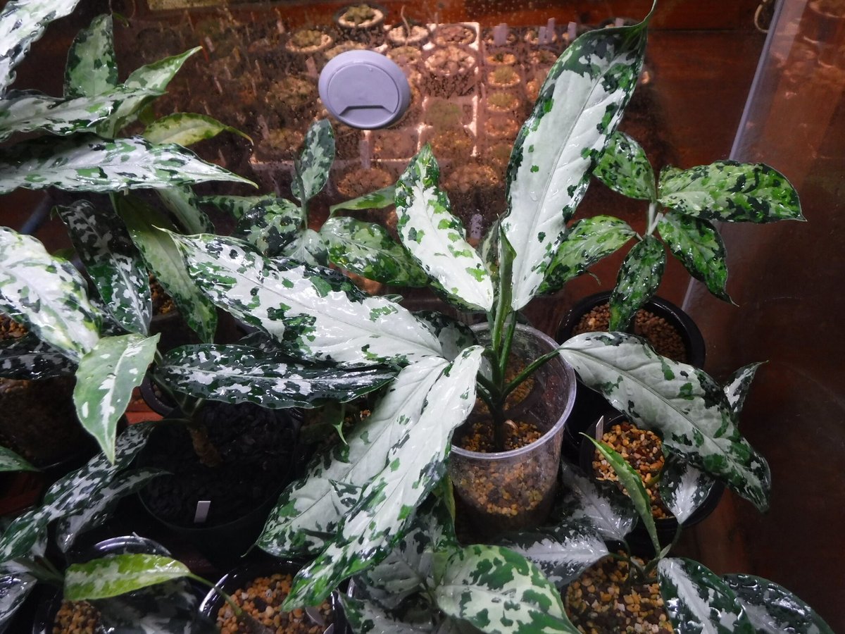 LA便　Aglaonema pictum tricolor LA1218-03b Aglaonema Pictum Tricolor【LA1218-03b】 – undried