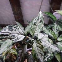Aglaonema pictum A “白鯨” Aceh, Sumatera, LA0216-