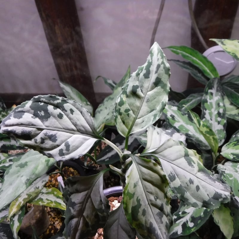 Aglaonema pictum Riau, Sumatera, LA1119-03 | Gr