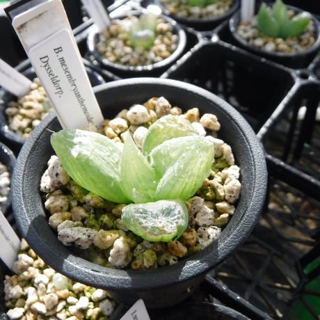 ブルビネ | STORES