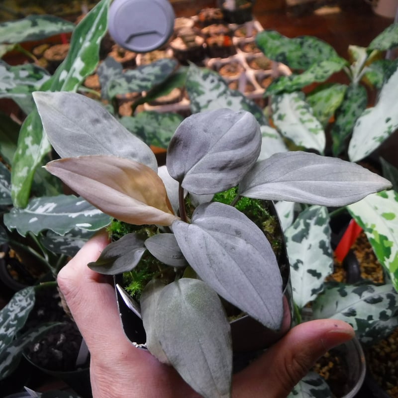 Homalomena sp. “Silver bullet” Pulau Lingga, AZ