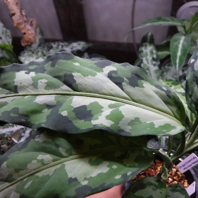Aglaonema pictum tricolor Aceh, Sumatera, LA081 Aglaonema pictum tricolor Aceh, Sumatera, LA081