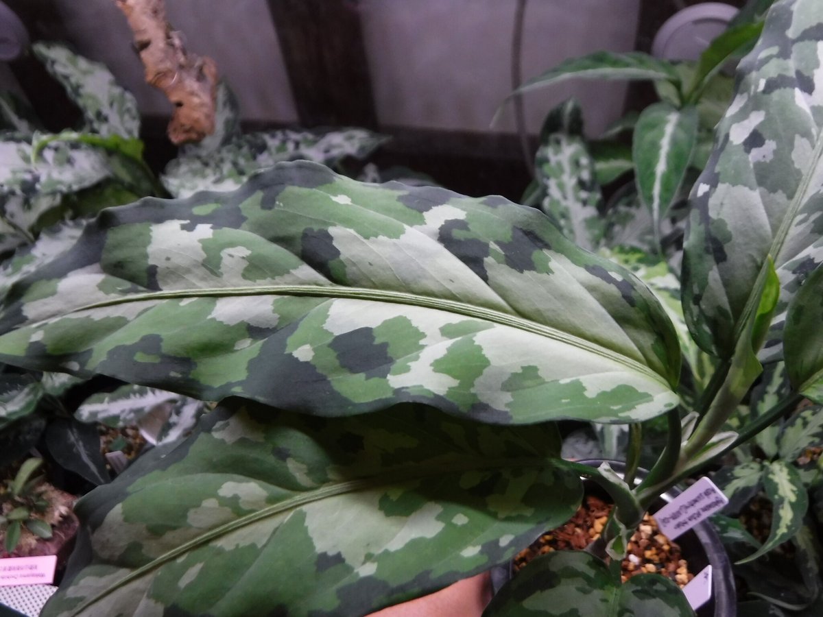 Aglaonema pictum tricolor Aceh, Sumatera, LA081