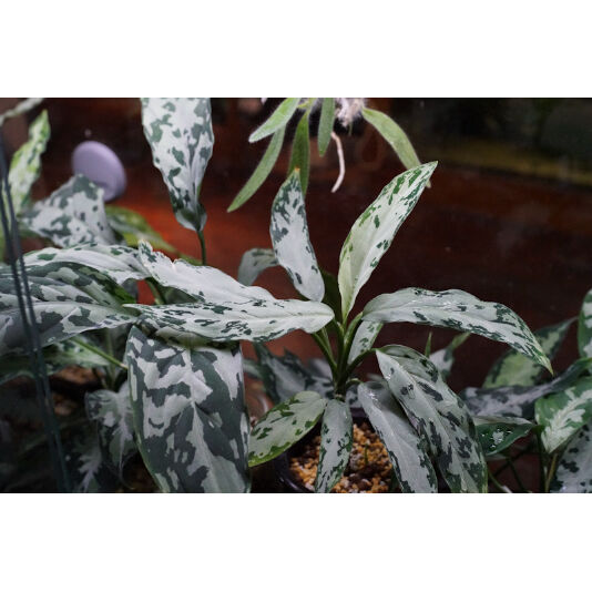 Aglaonema pictum A 'しるば〜らいん' Aceh, Sumatera, LA