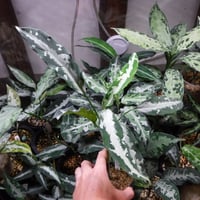 Aglaonema pictum A “白鯨” Aceh, Sumatera, LA0216-