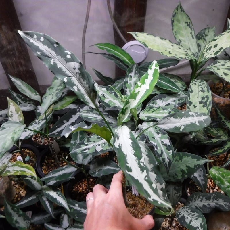 Aglaonema pictum A 'しるば〜らいん' Aceh, Sumatera, LA Aglaonema pictum A 'しるば〜らいん' Aceh, Sumatera, LA