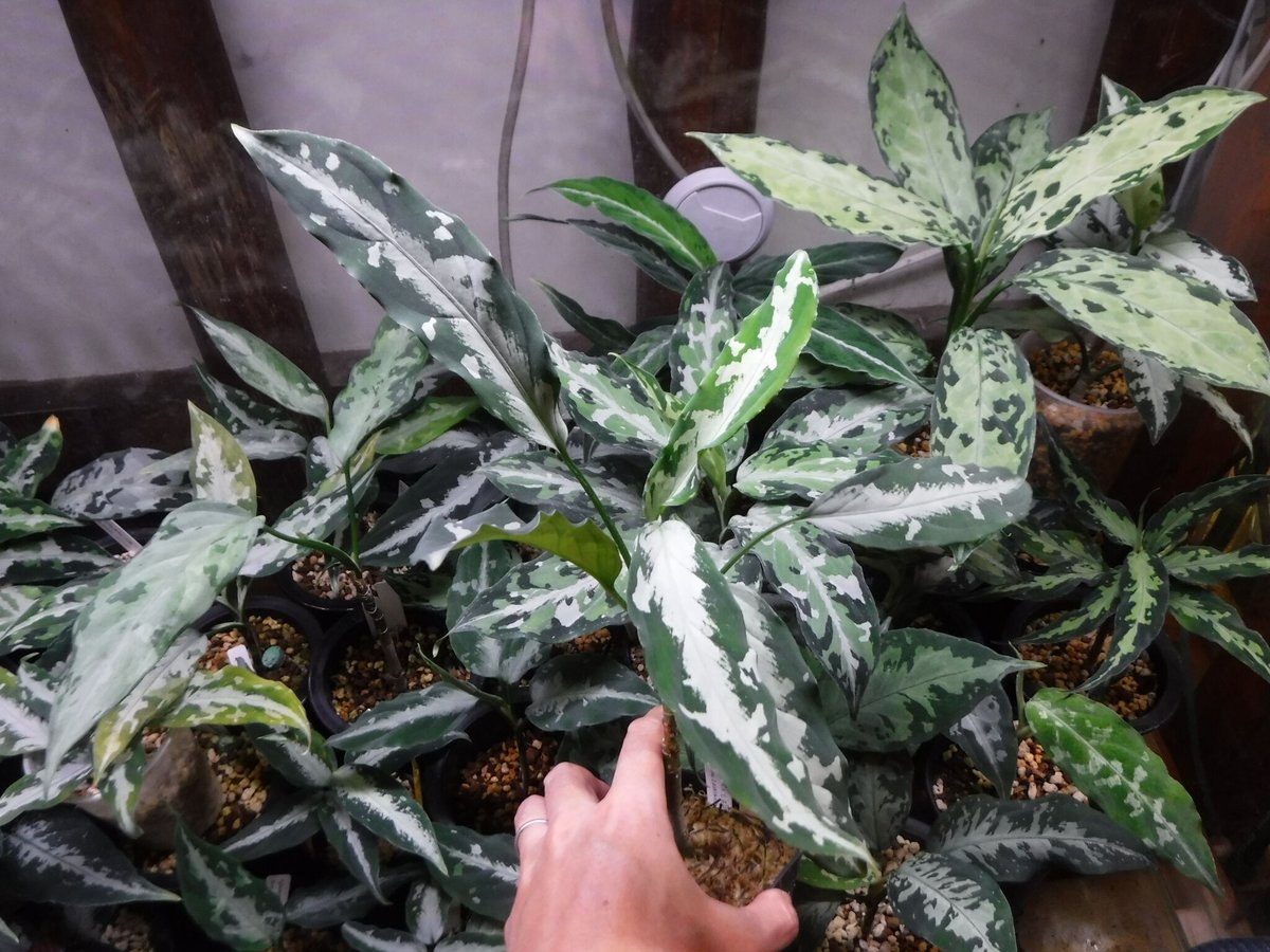 Aglaonema pictum A 'しるば〜らいん' Aceh, Sumatera, LA...