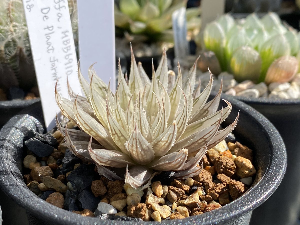 Haworthia fluffa MBB6910 | Green Note
