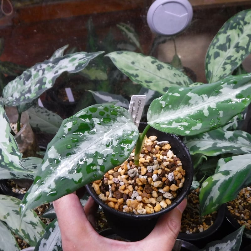 アグラオネマ　LA1016-03j Aglaonema pictum 'しるば〜らいん' Aceh, Sumatera, LA10