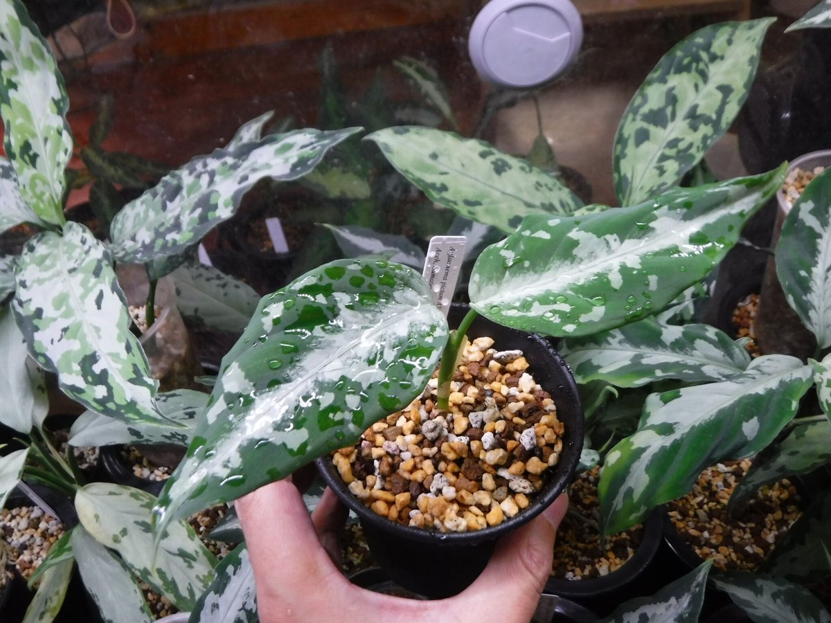 fit=scale-down,w=1200