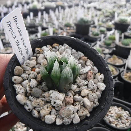 Haworthia stayneri RIB0128