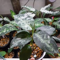 Aglaonema pictum AP Aceh, Sumatera, LA1016-03j