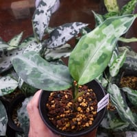 Aglaonema pictum argentum Pulau Pini, LA0815-z-