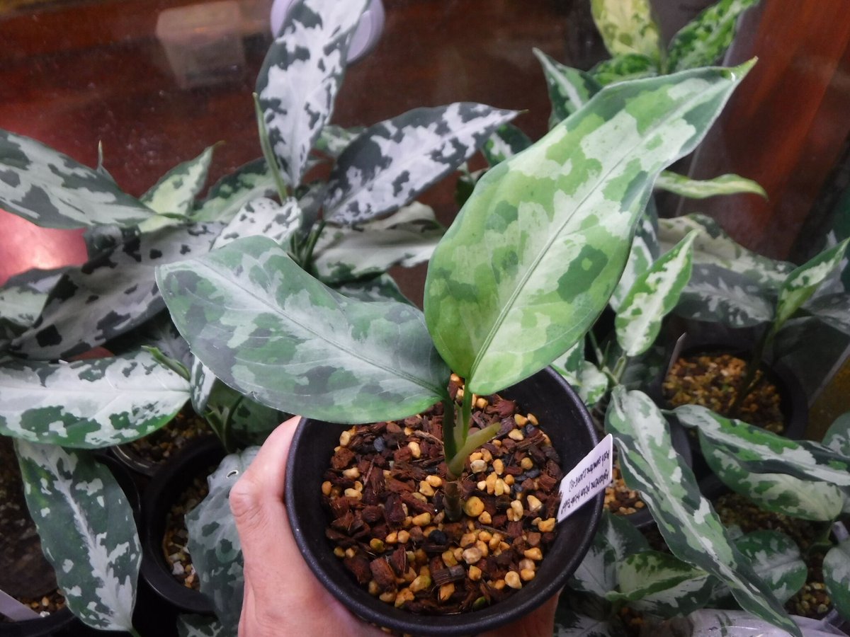 LA アグラオネマ Aglaonema pictum AP Aceh sumatra 【LA0915