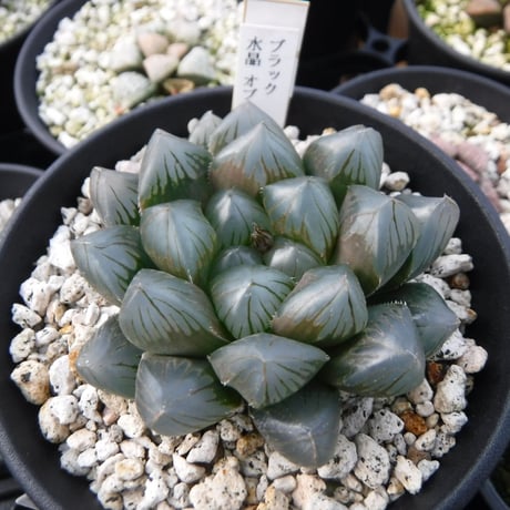 Haworthia hyb. ‘ブラック水晶オブツーサ’