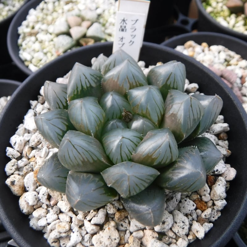 Haworthia hyb. 'ブラック水晶オブツーサ' | Green Note