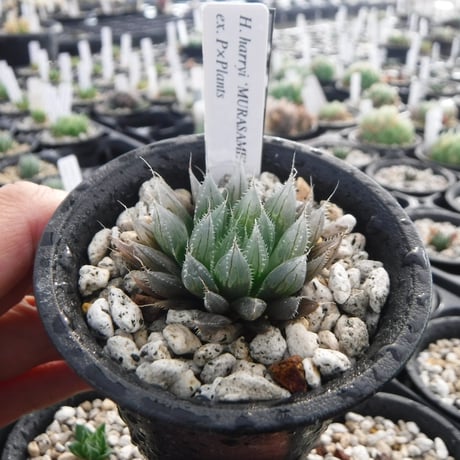 Haworthia harryi ‘MURASAME’