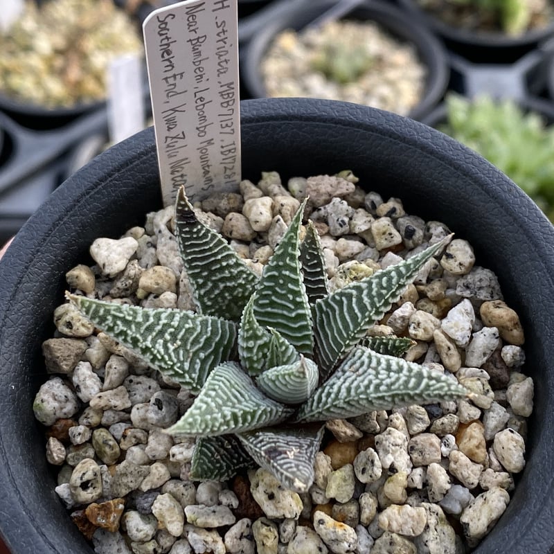Haworthiopsis striata MBB7137 Bear Bumbeni, Leb