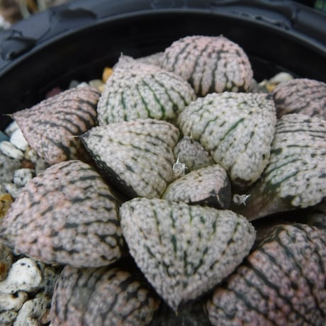 Haworthia picta ’関西小型モザイクピクタ’ 15S(Selected)