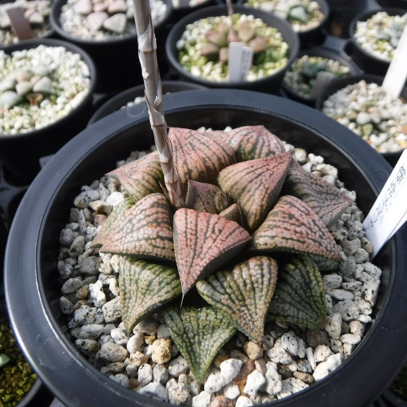 Haworthia picta '関西小型モザイクピクタ' 14S | Green Note