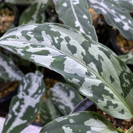 Aglaonema pictum “しるば〜らいん”　Aceh, Sumatera, LA1118-05b