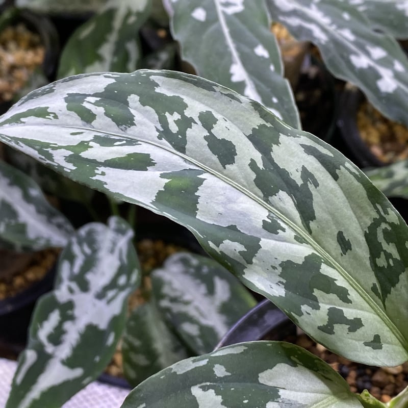 Aglaonema pictum “しるば〜らいん” Aceh, Sumatera, LA11 Aglaonema pictum “しるば〜らいん” Aceh, Sumatera, LA11