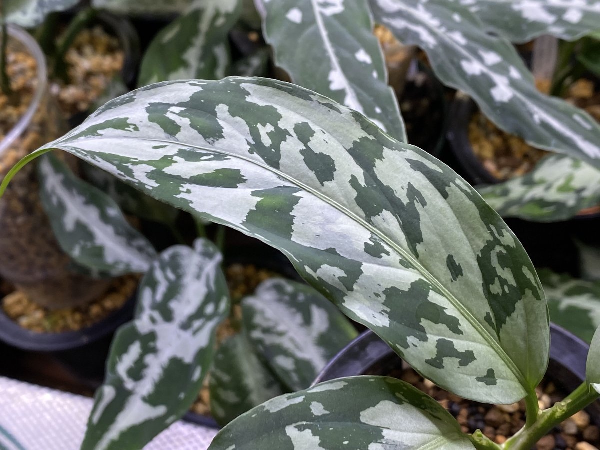 Aglaonema pictum “しるば〜らいん” Aceh, Sumatera, LA11