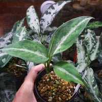 Aglaonema pictum 'しるば〜らいん' Aceh, Sumatera, LA10
