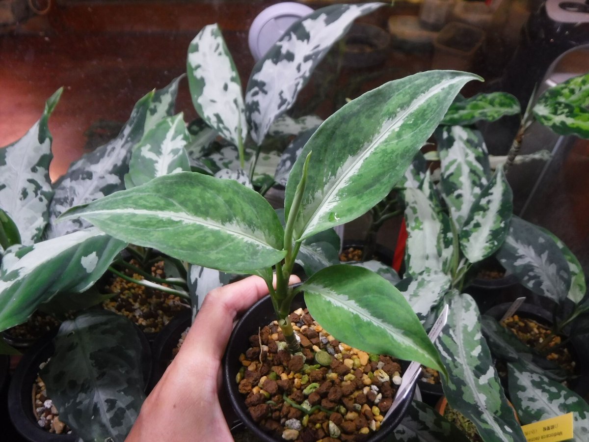 Aglaonema pictum Aceh, Sumatera, LA0118-06 | Gr Aglaonema pictum Aceh, Sumatera, LA0118-06 | Gr