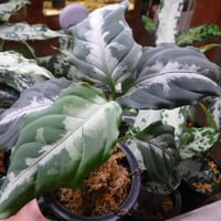 Aglaonema pictum AP Aceh, Sumatera, LA1016-03j