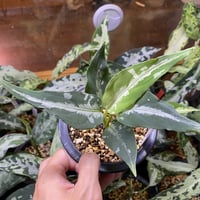 アグラオネマ　LA1016-03j Aglaonema pictum AP, LA1016-03j 増殖子株