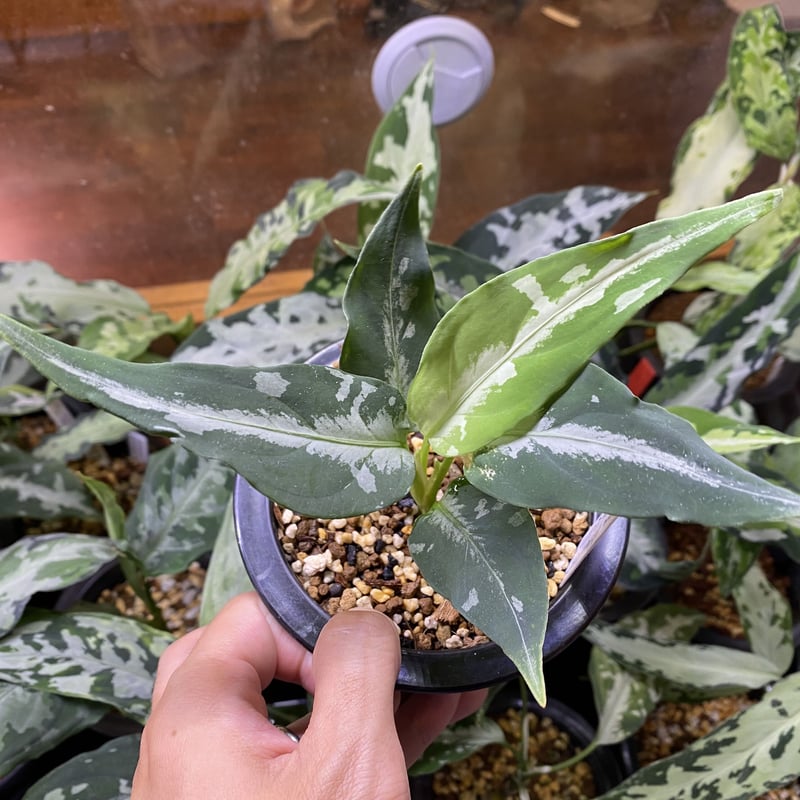 Aglaonema pictum 'しるば〜らいん' Aceh, Sumatera, LA10...