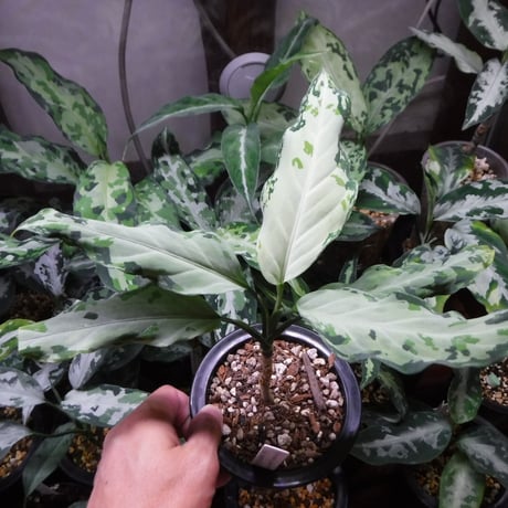 CATEGORY アグラオネマ | Green Note