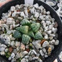 Haworthia picta ‘関西小型モザイクピクタ実生選抜苗’ 20S