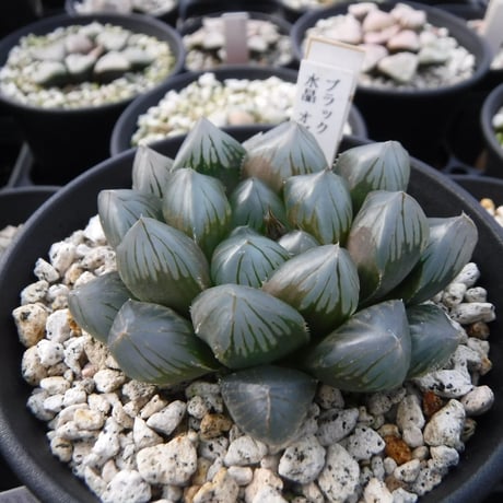 Haworthia hyb. ‘ブラック水晶オブツーサ’