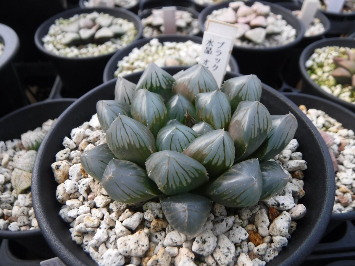 ハオルチア　水晶オブツーサ　極上斑 Haworthia hyb. 'ブラック水晶オブツーサ' | Green Note