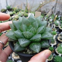 Haworthia hub. 三仙寿 × OB1 三仙紫オブ(NS-1)