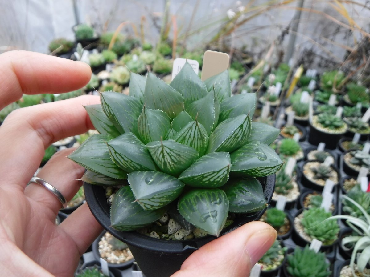 多肉植物/ハオルチア】Haworthia ☆三仙寿錦 大美苗