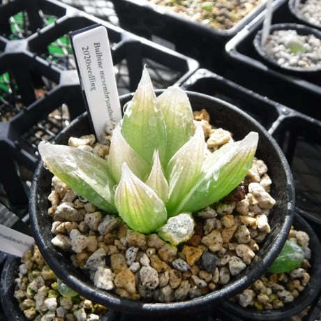 ブルビネ | STORES