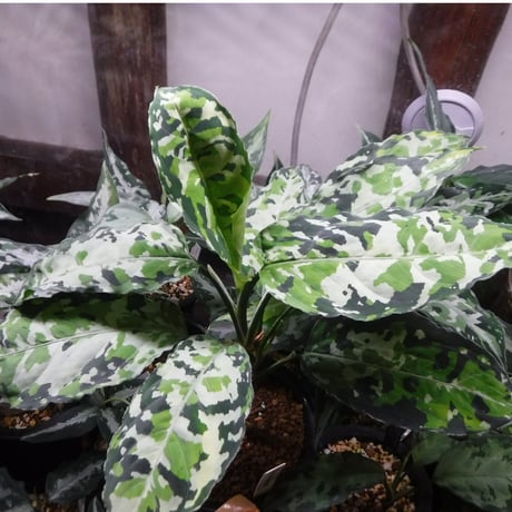 Aglaonema pictum A “白鯨”  LA0216-03i