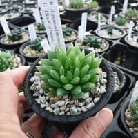 Haworthia picturata DMC08624
