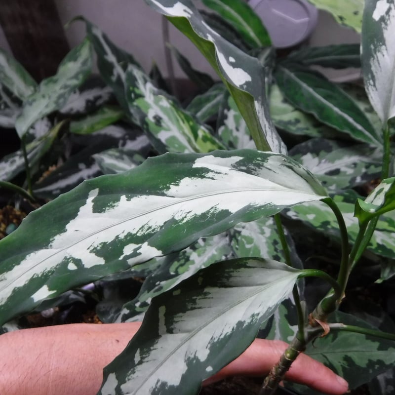 Aglaonema pictum A 'しるば〜らいん' Aceh, Sumatera, LA Aglaonema pictum A 'しるば〜らいん' Aceh, Sumatera, LA
