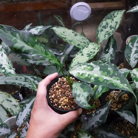 Aglaonema pictum tricolor Aceh, Sumatera, LA1118-05b(Selected clone)
