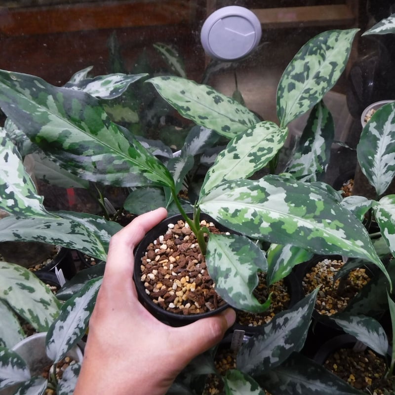 Aglaonema pictum tricolor Aceh, Sumatera, LA111