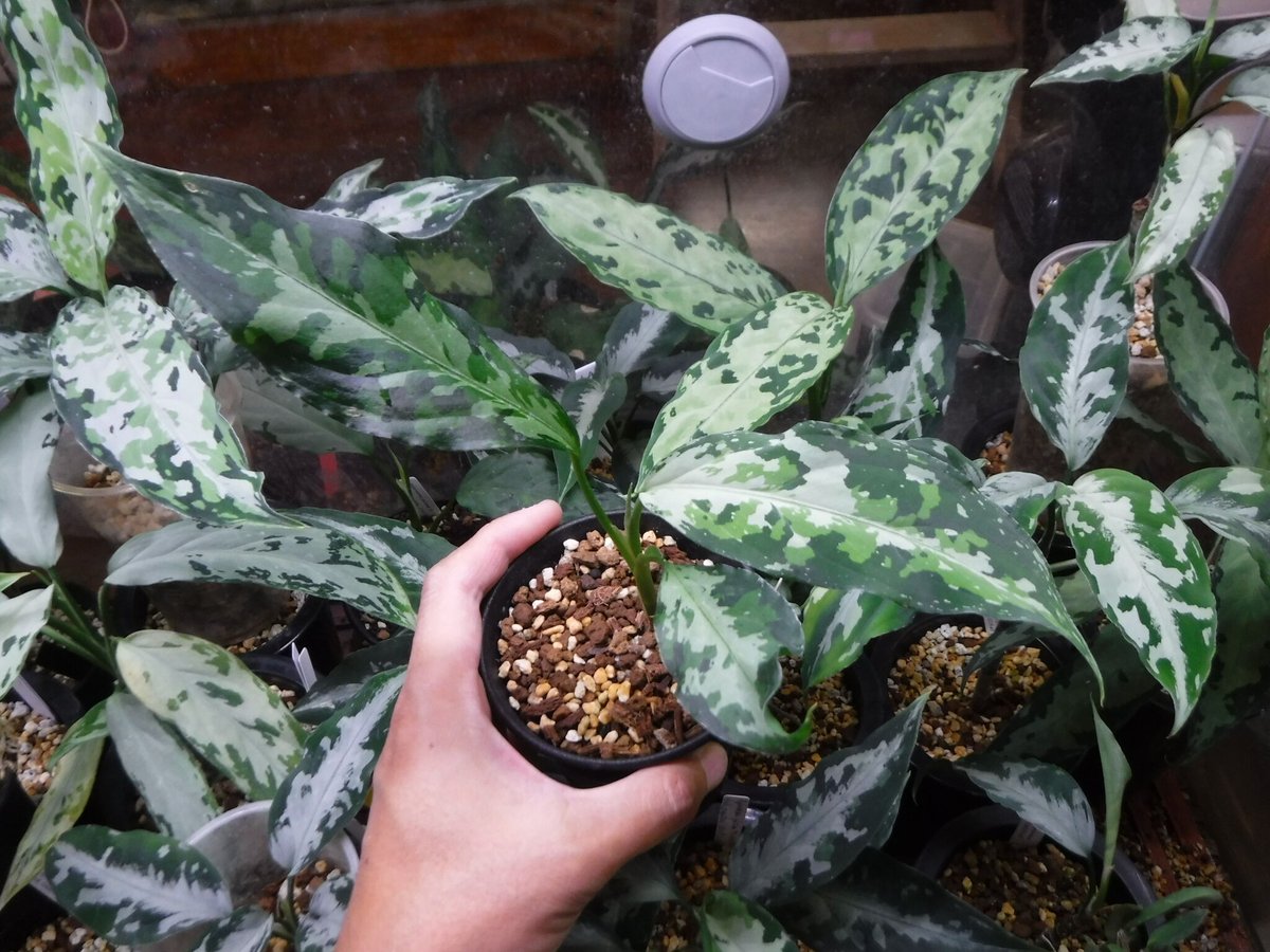 Aglaonema pictum tricolor Aceh, Sumatera, LA1118-05b(Selected clone)
